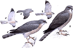 ����������� �����