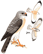 ������������ ������