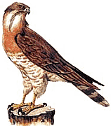 ���������� �����