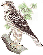 �������� ����