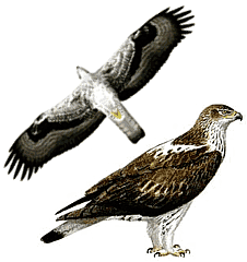 ���������� ����