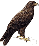 ����� ��������