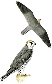 ����������������� �����