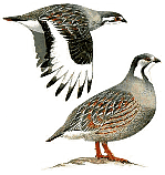 ���������� ����