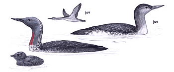 ����������� ������