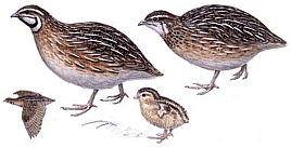 ������� �.�. ��������