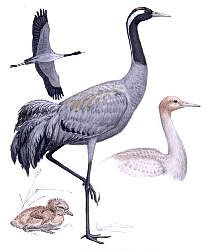 ������� �.�. ��������