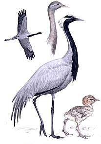 ������� �.�. ��������