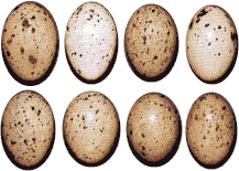 �������� ������� ���