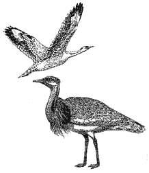 �����-��������