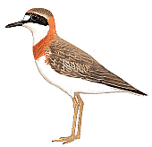 ������������ ����