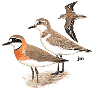 ����������� ����