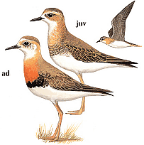 ��������� ����