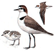 ������� ����