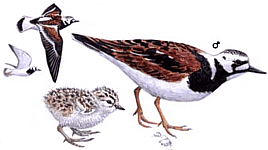 ����������