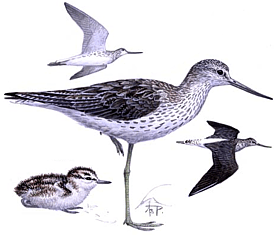 ������� ����