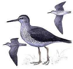 ������� �.�. ��������