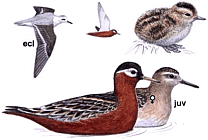 ����������� ���������