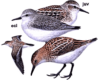 �����-�������