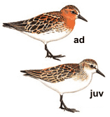 ��������-�����������