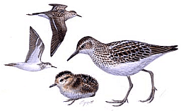 ������� �.�. ��������