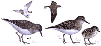 ����������� ��������