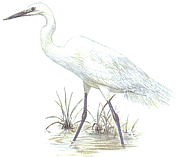 ������� �.�. �������