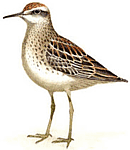 ������������ ��������