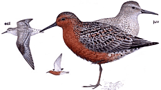 ���������� ��������