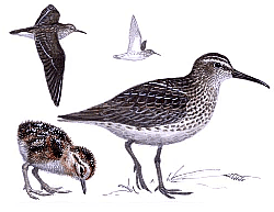 ������� �.�. ��������