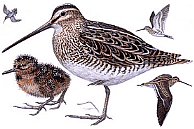 ������� �.�. ��������