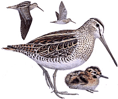 ������ ������