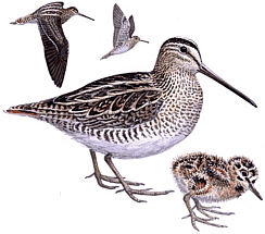 ��������� �����