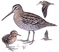 ������� �.�. ��������