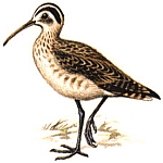 ��������-�������