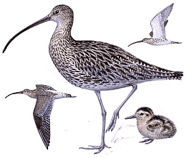 ������� �.�. ��������