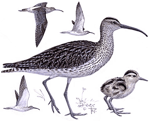 ������� ��������