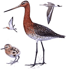 ������� �.�. ��������