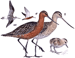 ����� ����������