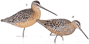 ������������ ������������ ����������