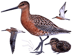 ������� �.�. ��������