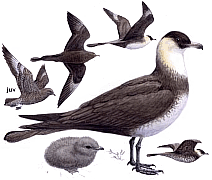 ������� ��������