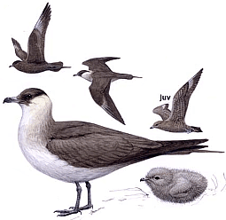 �������������� ��������