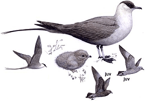 ������������� ��������