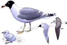 ������������ �������