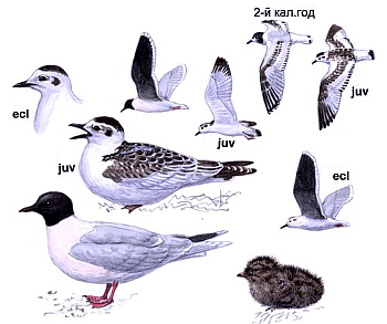 ������� �.�. ��������