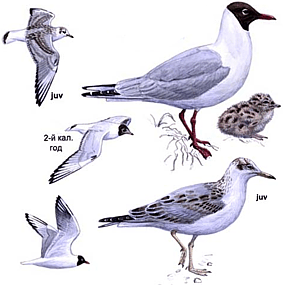 ������� �����