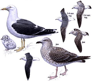 ��������� �����