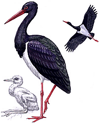 ������ ����