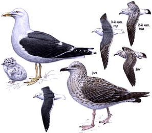 ����������